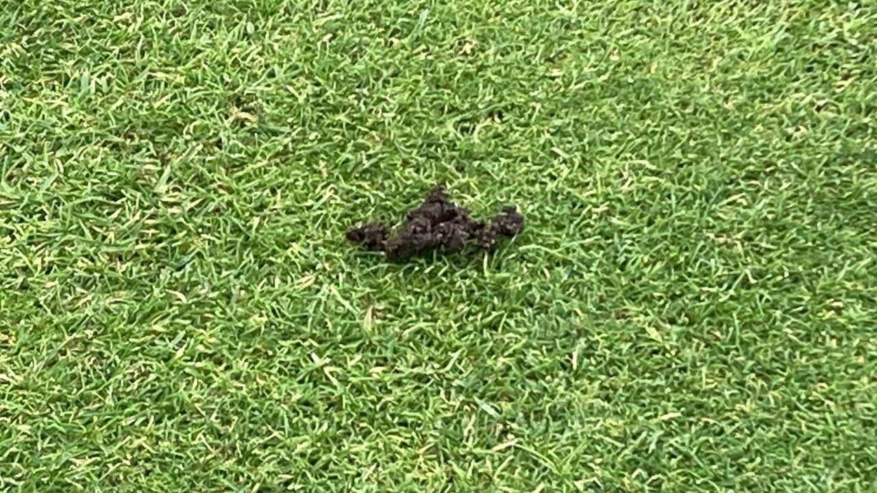 A worm cast on a green