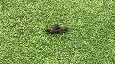 A worm cast on a green